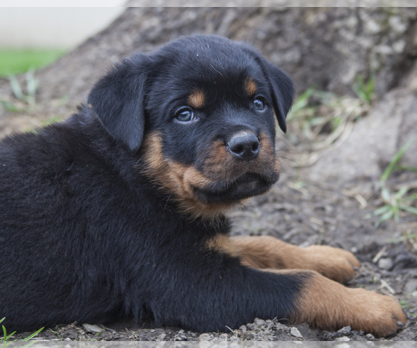 Medium Photo #1 Rottweiler Puppy For Sale in ENON, OH, USA