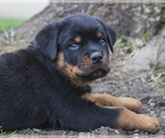 Small Photo #1 Rottweiler Puppy For Sale in ENON, OH, USA