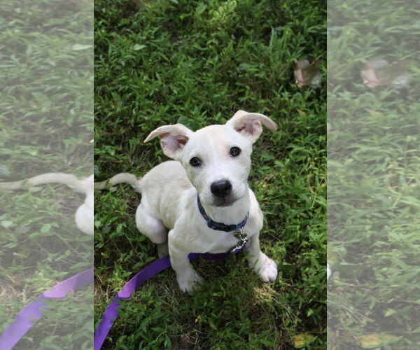 Medium Photo #1 Catahoula Leopard Dog-Unknown Mix Puppy For Sale in Oakhurst, NJ, USA