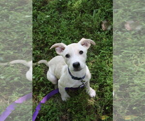 Medium Catahoula Leopard Dog Mix