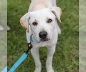 Labrador Retriever-Unknown Mix Dogs for adoption in San Diego, CA, USA