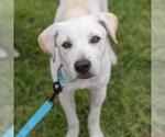 Rylee - Male Labrador Retriever-Unknown Mix Dog for Adoption - Small photo