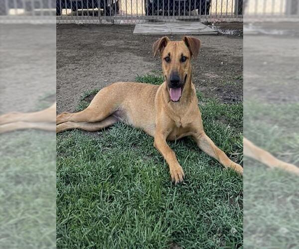 Medium Photo #2 German Shepherd Dog-Unknown Mix Puppy For Sale in Riverside, CA, USA