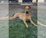 Small #1 German Shepherd Dog Mix