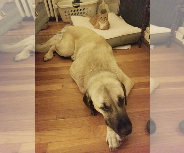 Medium Photo #3 Anatolian Shepherd Puppy For Sale in Higley, AZ, USA