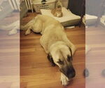 Small #2 Anatolian Shepherd