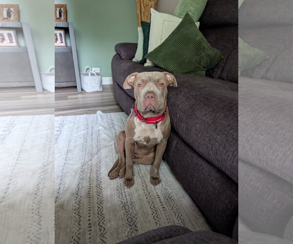 Medium Photo #2 Mutt Puppy For Sale in Crete, IL, USA