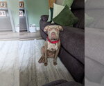 Small #1 Mutt