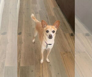 Bravo *Courtesy Post* - Male Chihuahua-Unknown Mix Dog for Adoption - Photo #2