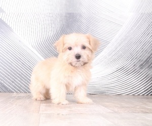 Morkie Puppy for sale in WESTPOINT, IN, USA