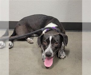 Bagle Hound Dogs for adoption in Waco, TX, USA