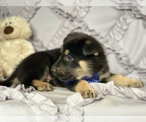German Shepherd Dog Puppy for sale in LANCASTER, PA, USA