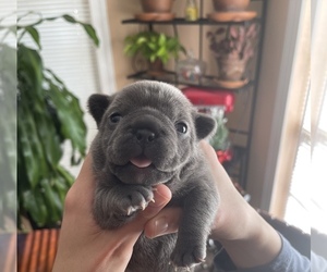 French Bulldog Puppy for sale in LOUDON, TN, USA