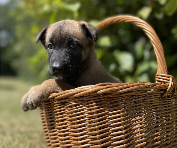 Medium Photo #3 Belgian Malinois Puppy For Sale in S CHARLESTON, WV, USA