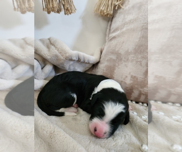 Medium Photo #106 Sheepadoodle Puppy For Sale in LEHI, UT, USA
