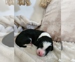 Small #8 Sheepadoodle