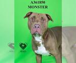 Small #1 American Pit Bull Terrier