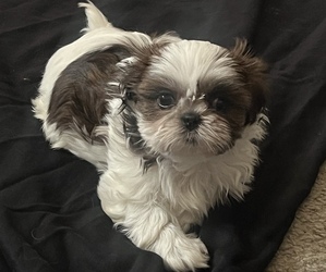 View Ad: Shih Tzu Litter of Puppies for Sale near South Carolina ...