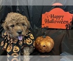 Puppy Sven Goldendoodle (Miniature)