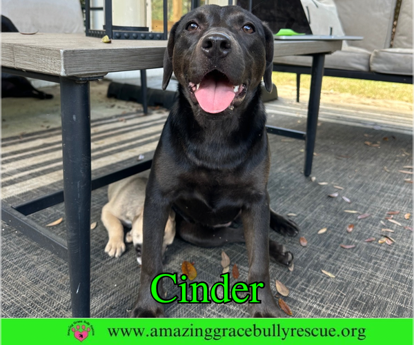 Medium Photo #2 Labrador Retriever-Unknown Mix Puppy For Sale in Milton, FL, USA