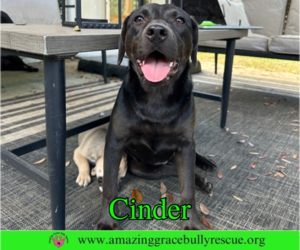 Cinder - Female Labrador Retriever-Unknown Mix Dog for Adoption - Photo #2