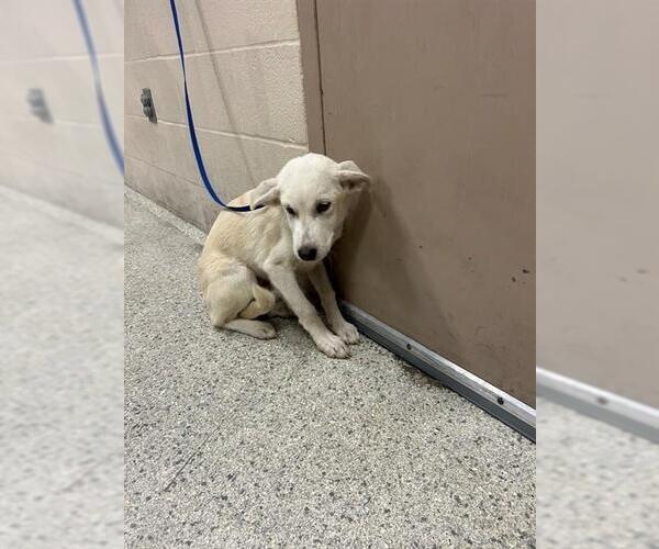 Medium Photo #1 Labrador Retriever-Unknown Mix Puppy For Sale in Conroe, TX, USA