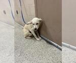 Small Labrador Retriever Mix