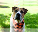 Small #4 American Pit Bull Terrier