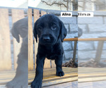 Puppy Alina Labrador Retriever