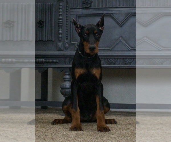 Medium Photo #21 Doberman Pinscher Puppy For Sale in WARSAW, IN, USA