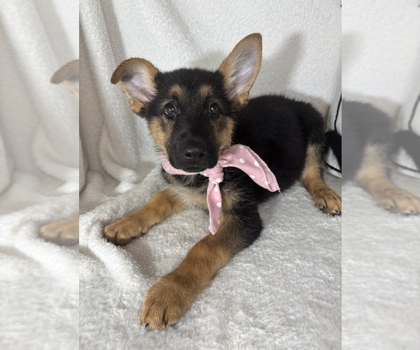 Medium Photo #1 German Shepherd Dog Puppy For Sale in GREENFIELD, IN, USA