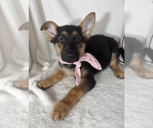 German Shepherd Dog Puppy for sale in GREENFIELD, IN, USA