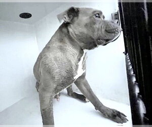 Mutt Dogs for adoption in Houston, TX, USA