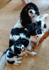Father of the Cavalier King Charles Spaniel puppies born on 07/19/2018
