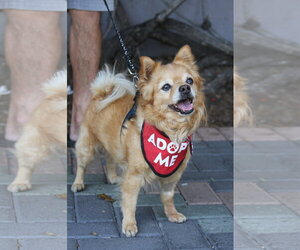Darling Dexter - Male Chiranian Dog for Adoption - Photo #2