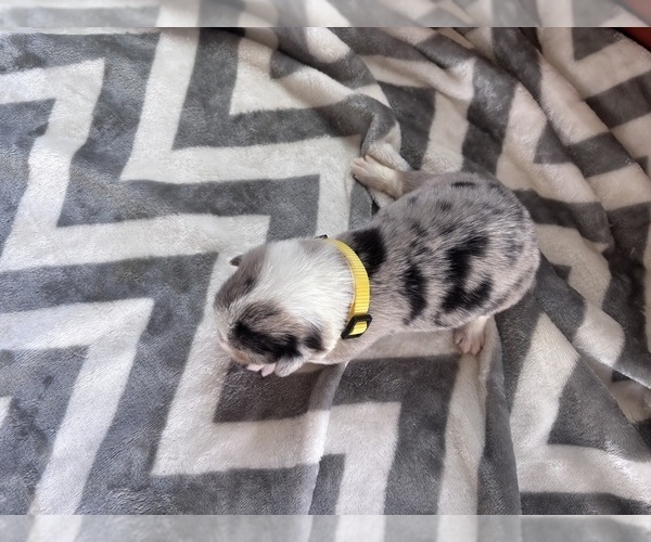 Medium Photo #4 Pembroke Welsh Corgi Puppy For Sale in CERES, CA, USA