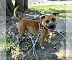 Mutt Dogs for adoption in Long Beach, CA, USA