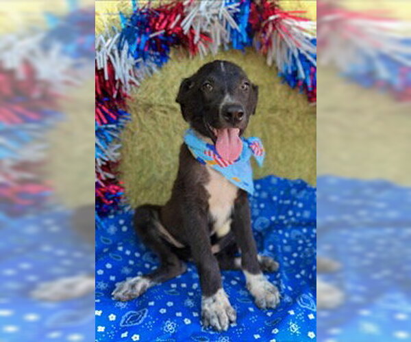 Medium Photo #1 Border Collie-Unknown Mix Puppy For Sale in Pleasanton, TX, USA