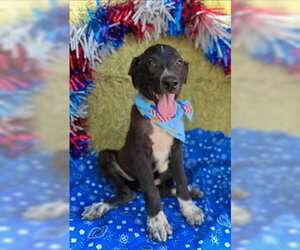 Border Collie-Unknown Mix Dogs for adoption in Pleasanton, TX, USA