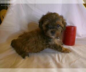 ShihPoo Puppy for sale in SPRING LAKE, NC, USA