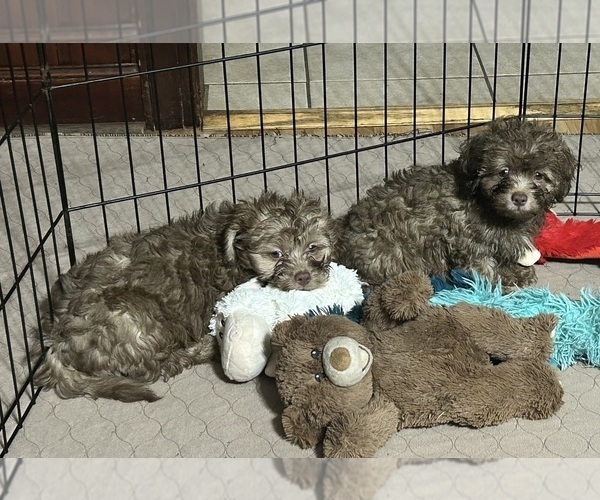 Medium Photo #7 Shih-Poo Puppy For Sale in GLOUCESTER, VA, USA