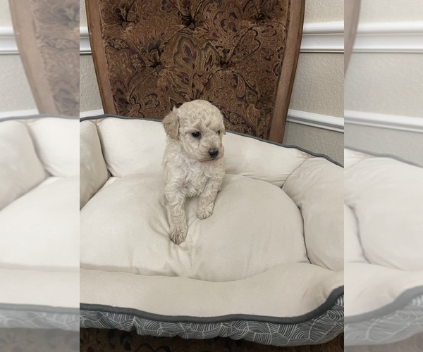 Medium Photo #4 Poodle (Toy) Puppy For Sale in PLANO, TX, USA