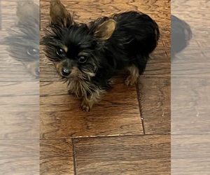 Yorkshire Terrier Puppy for sale in KELLER, TX, USA