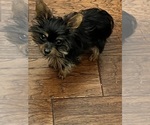 Image preview for Ad Listing. Nickname: Litter of 2
