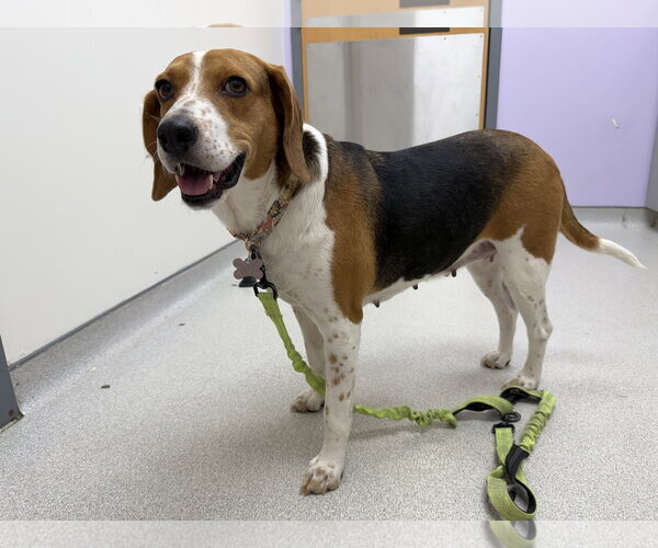 Medium Photo #7 American Foxhound-Beagle Mix Puppy For Sale in Holly Springs, NC, USA
