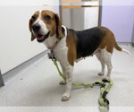 Small #6 American Foxhound-Beagle Mix