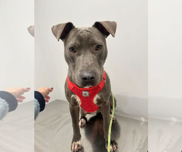 Medium Photo #10 American Bulldog Puppy For Sale in Monticello, MS, USA