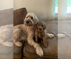 Father of the Goldendoodle puppies born on 04/18/2021
