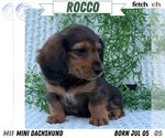 Puppy Rocco Dachshund
