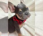 Small Photo #7 French Bulldog Puppy For Sale in SACRAMENTO, CA, USA
